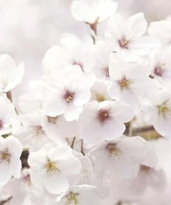 Innisfree Dewy Glow Toner - With Jeju Cherry Blossom 7 Innisfree Dewy Glow Toner - With Jeju Cherry Blossom -Clinique Store 84917 media 3