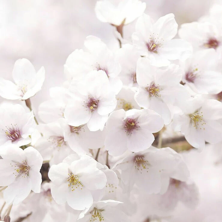 Innisfree Dewy Glow Toner - With Jeju Cherry Blossom 4 Innisfree Dewy Glow Toner - With Jeju Cherry Blossom - Billede 4